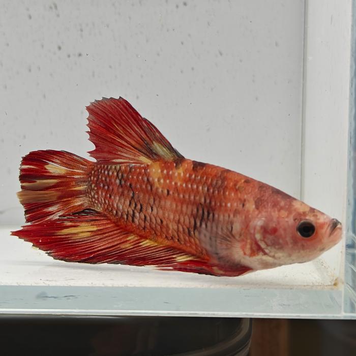betta splendens man
