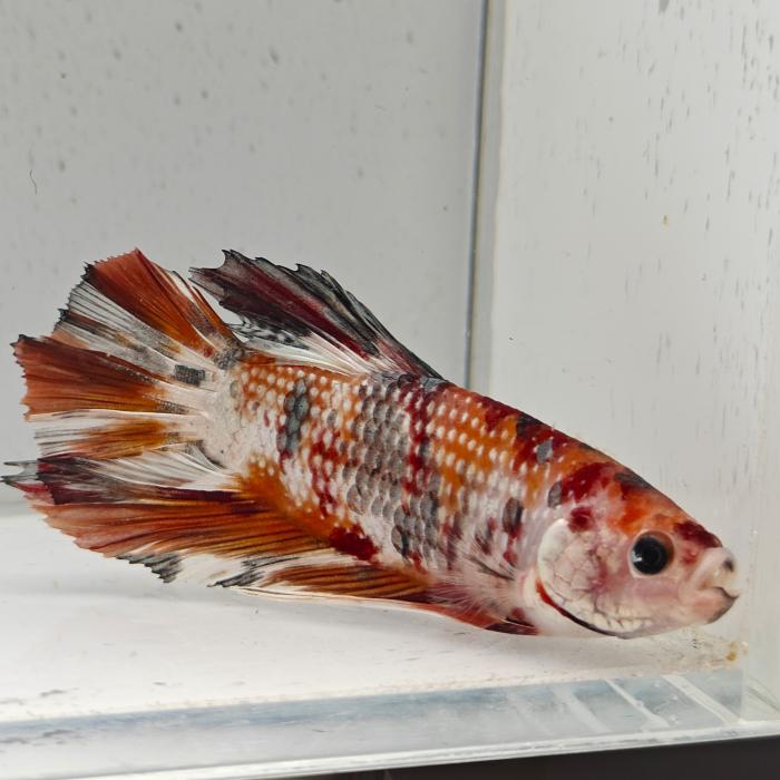 betta splendens man