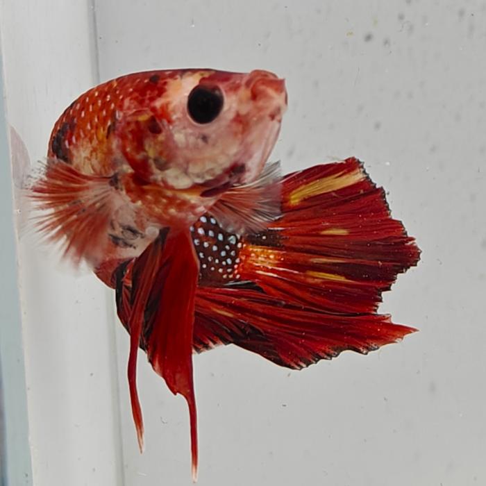 betta splendens man