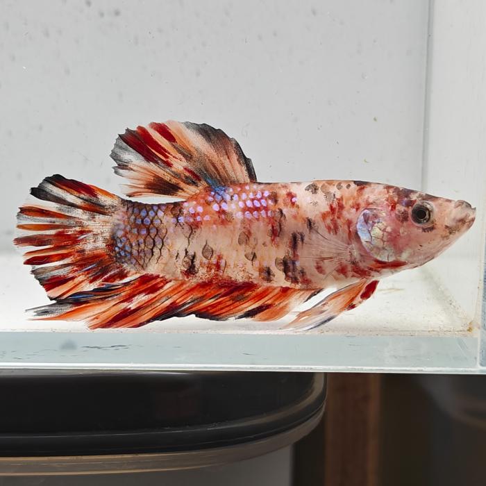 betta splendens man