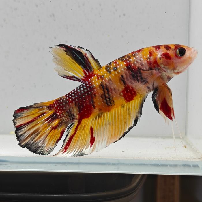 betta splendens man