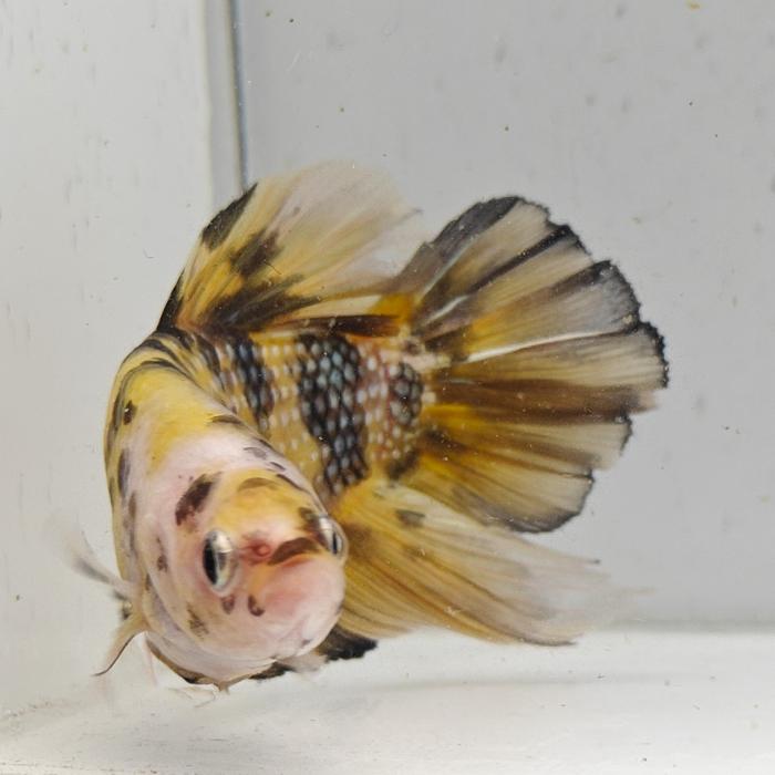 betta splendens man