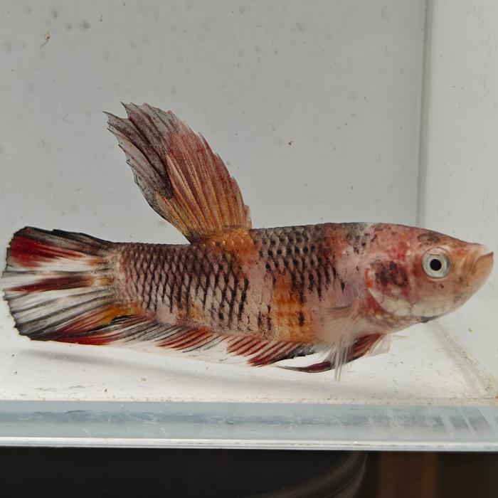 betta splendens man
