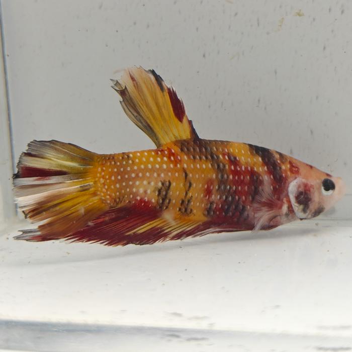 betta splendens man