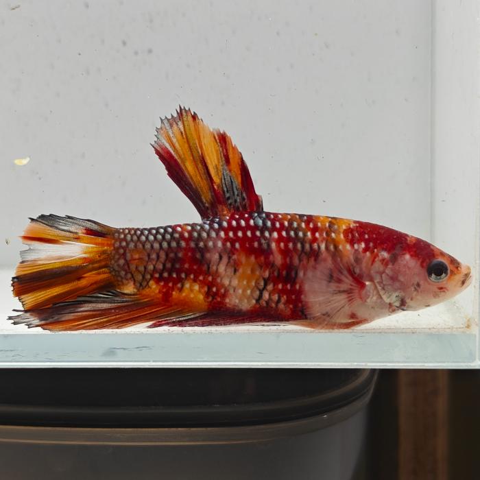 betta splendens man