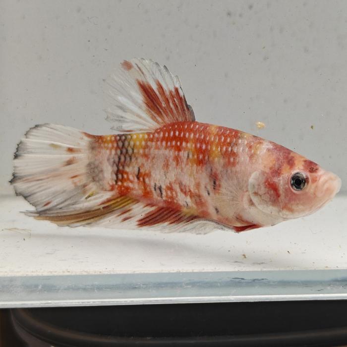 betta splendens man