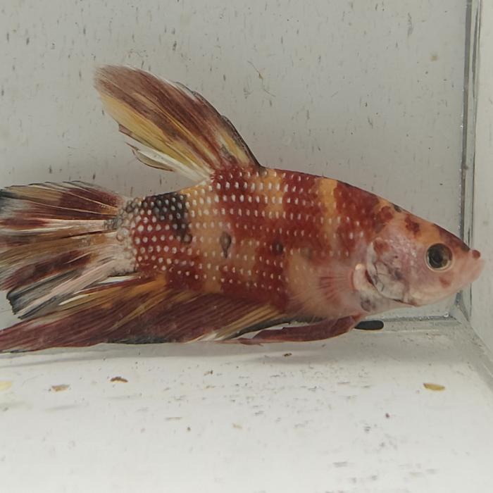 betta splendens man