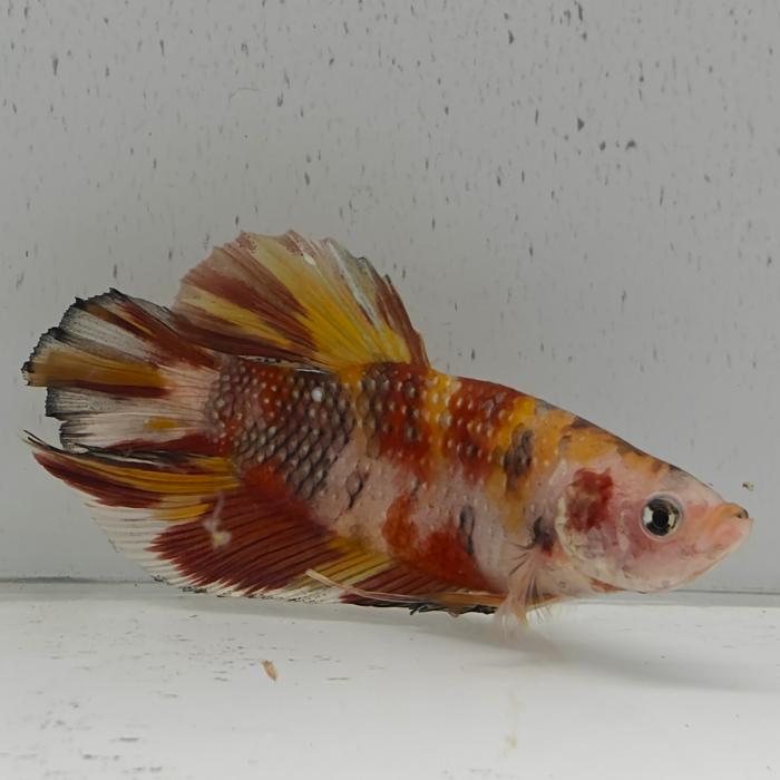 betta splendens man