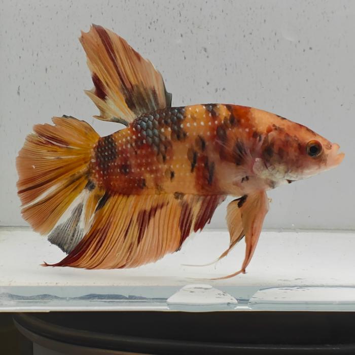 betta splendens man