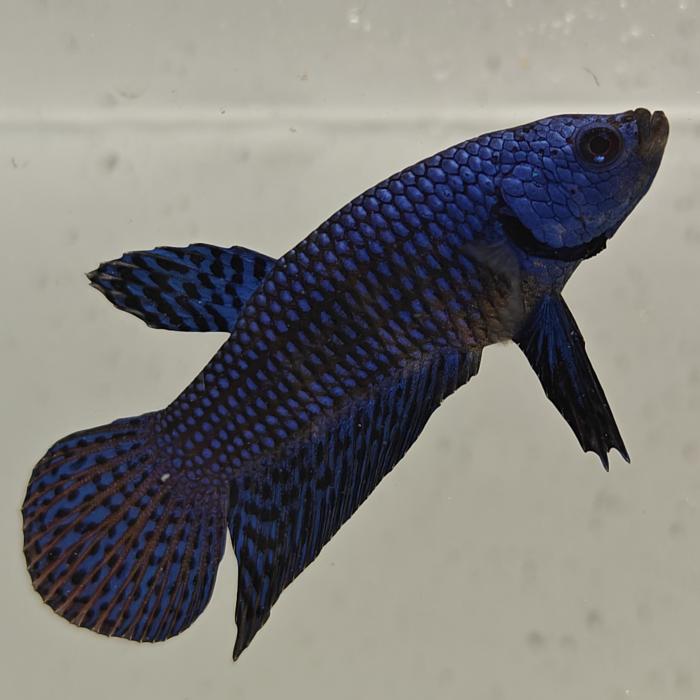 betta splendens man