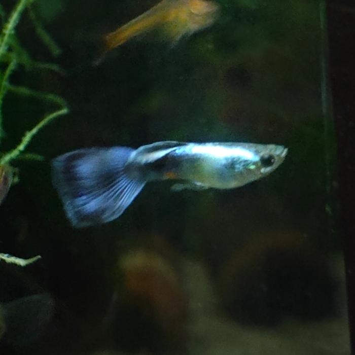 lebistes reticulatus
