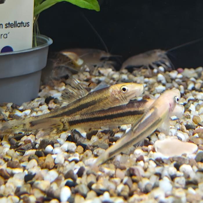 gyrinocheilus aymonierii