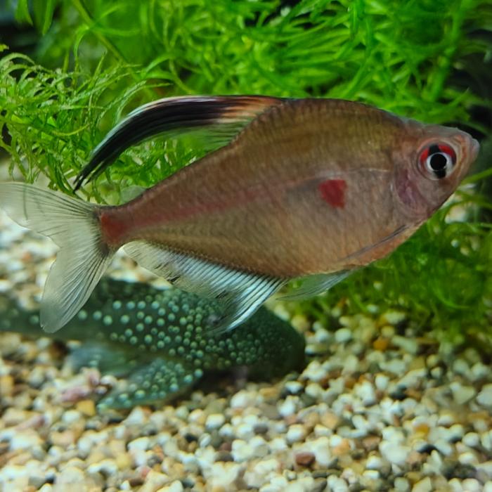 Hyphessobrycon erythrostigma