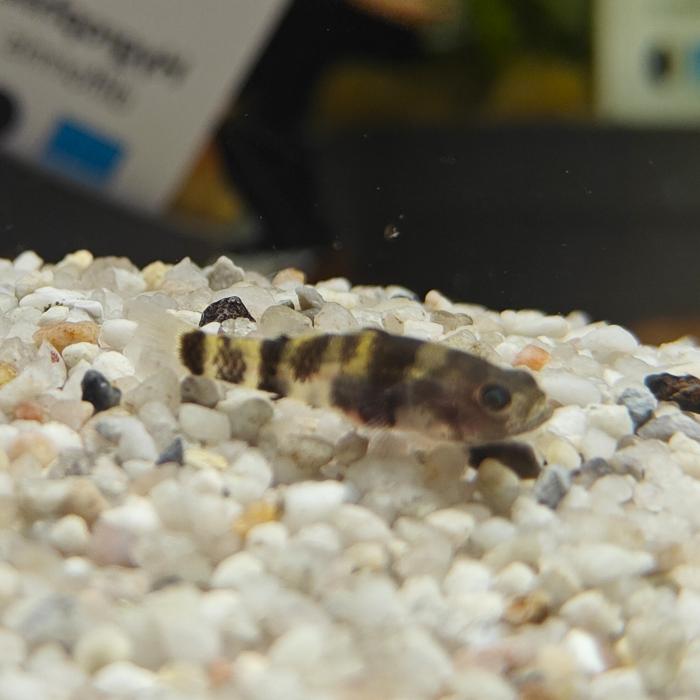 brachygobius spec