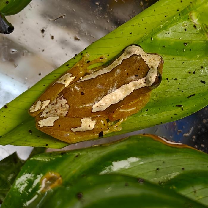 afrixalis dorsalis