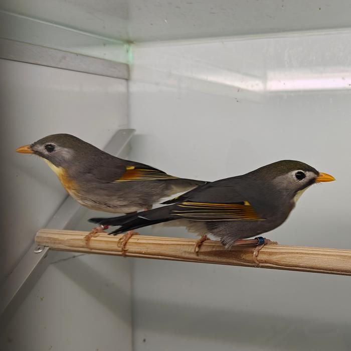 Leiothrix lutea