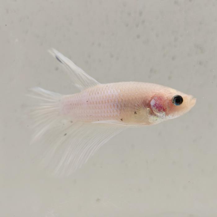 betta splendens man