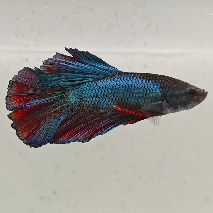 betta splendens man