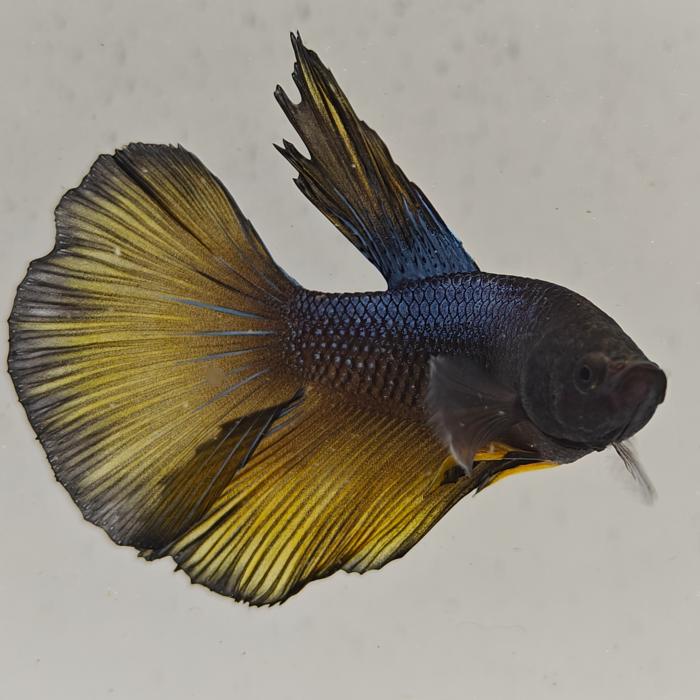 betta splendens man