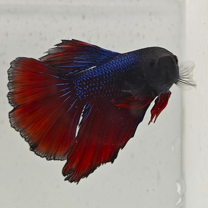 betta splendens man
