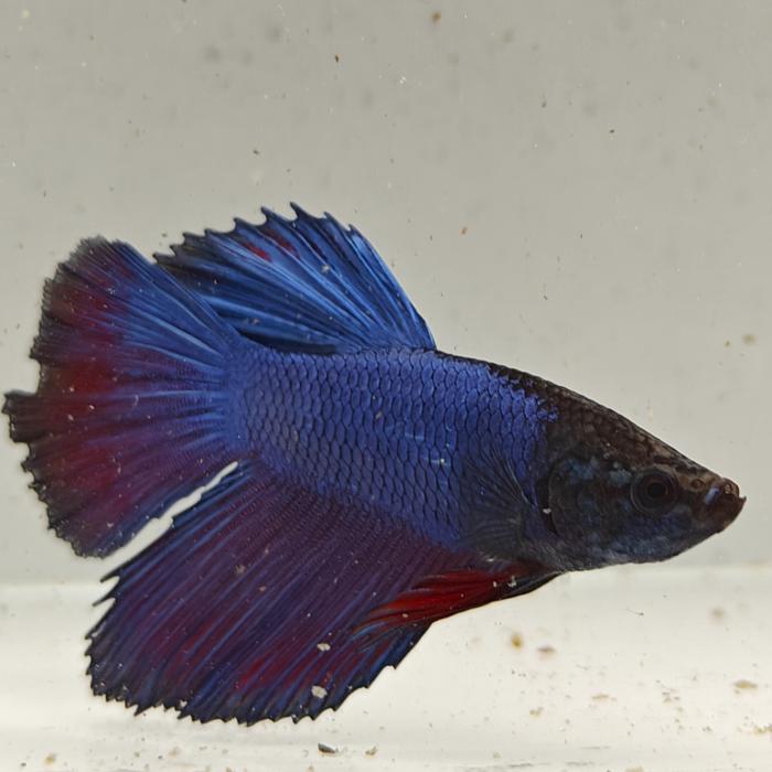 betta splendens man