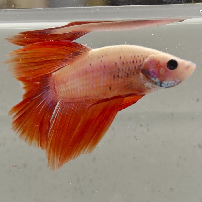 betta splendens man