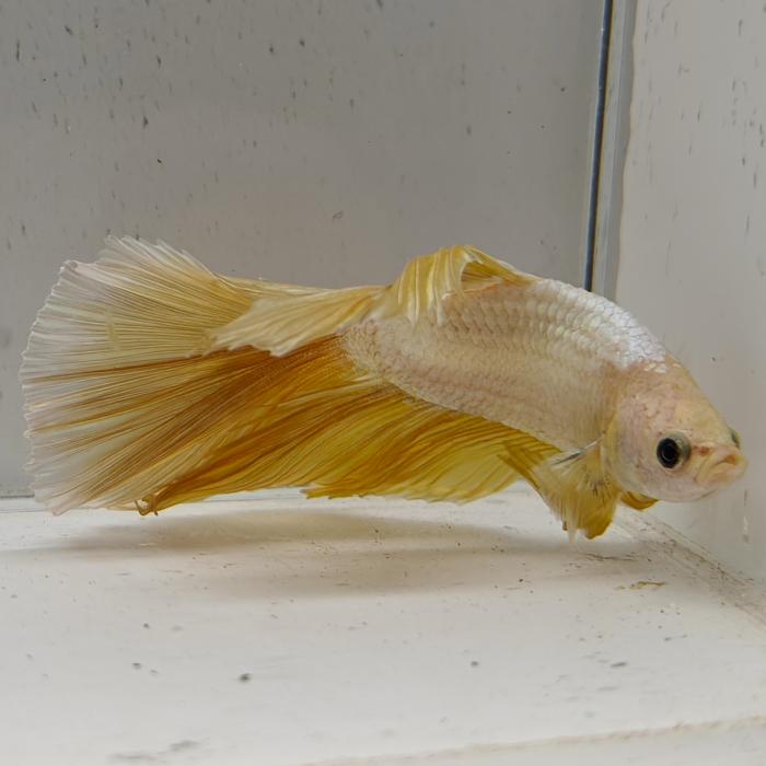 betta splendens man
