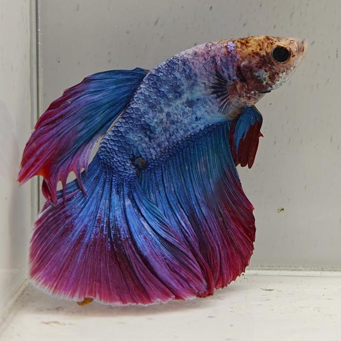 betta splendens man