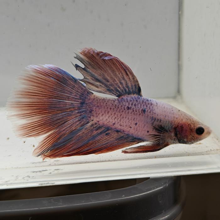 betta splendens man