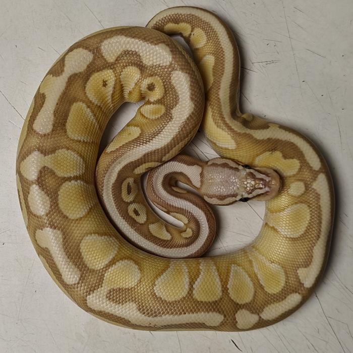 python regius