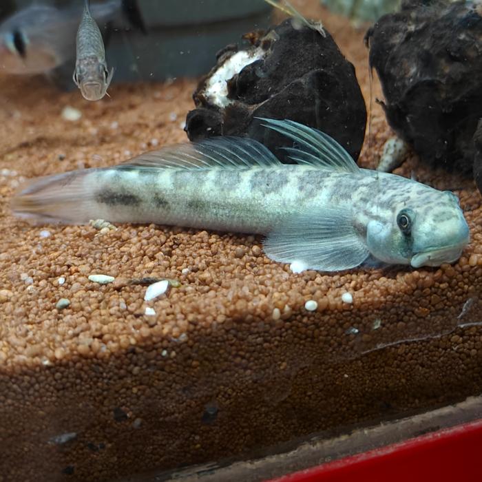 Sicyopterus microcephalus 