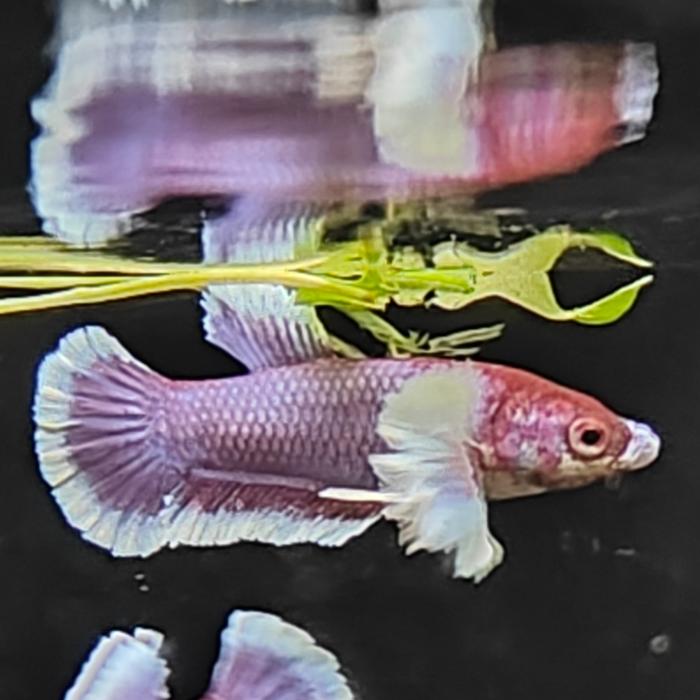 betta splendens (vrouw) dumbo ear