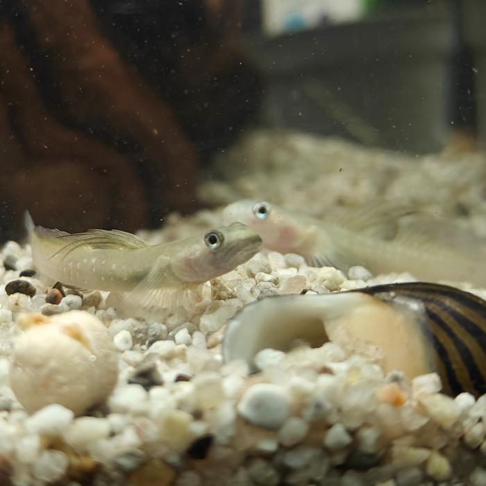 Sicyopus cebuensis