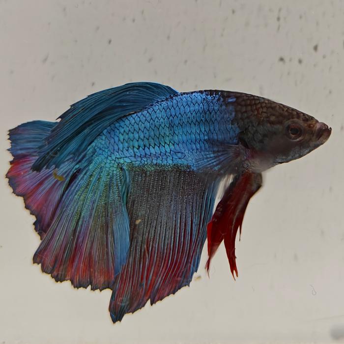 betta splendens man