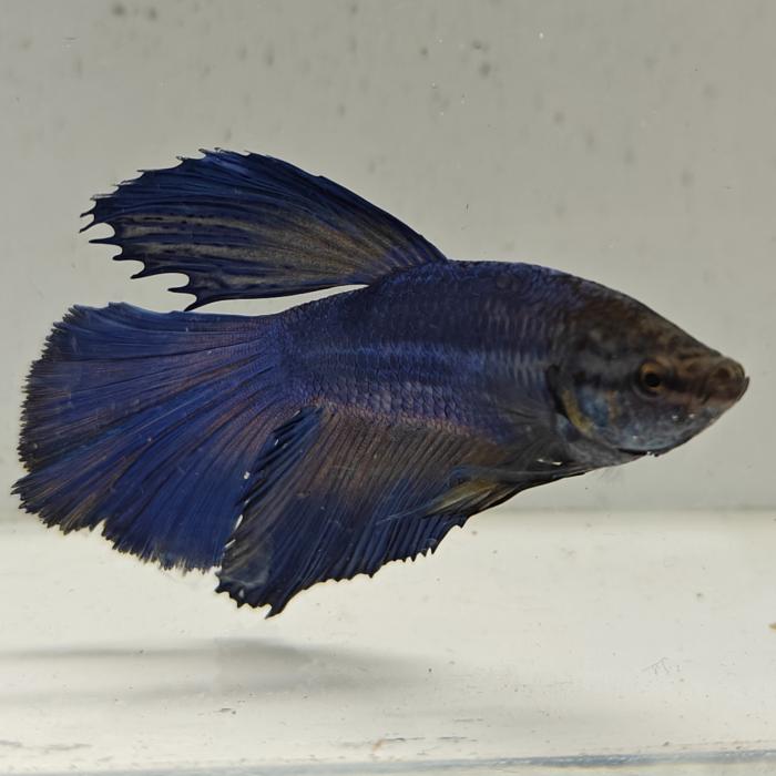betta splendens man