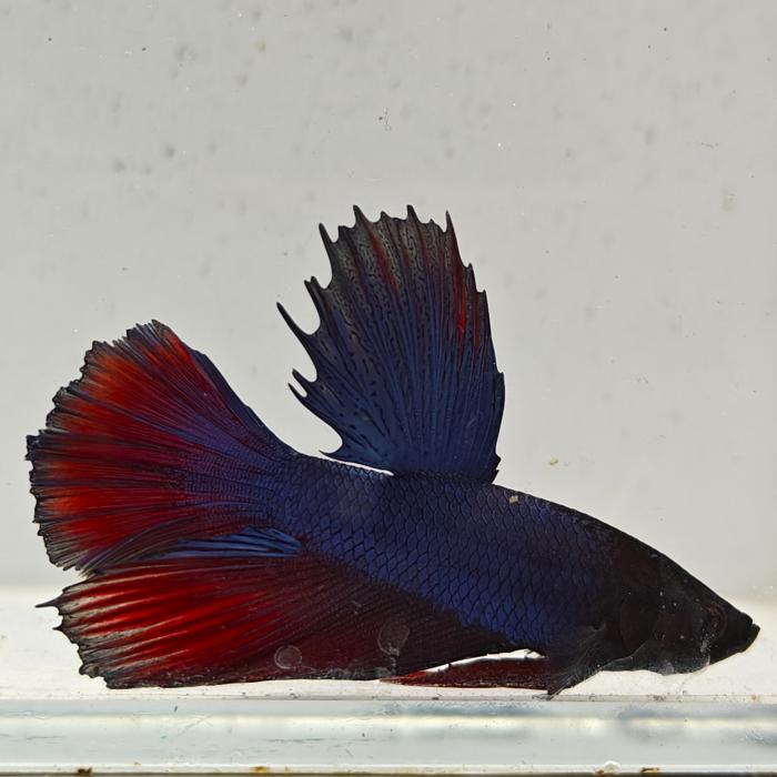 betta splendens man
