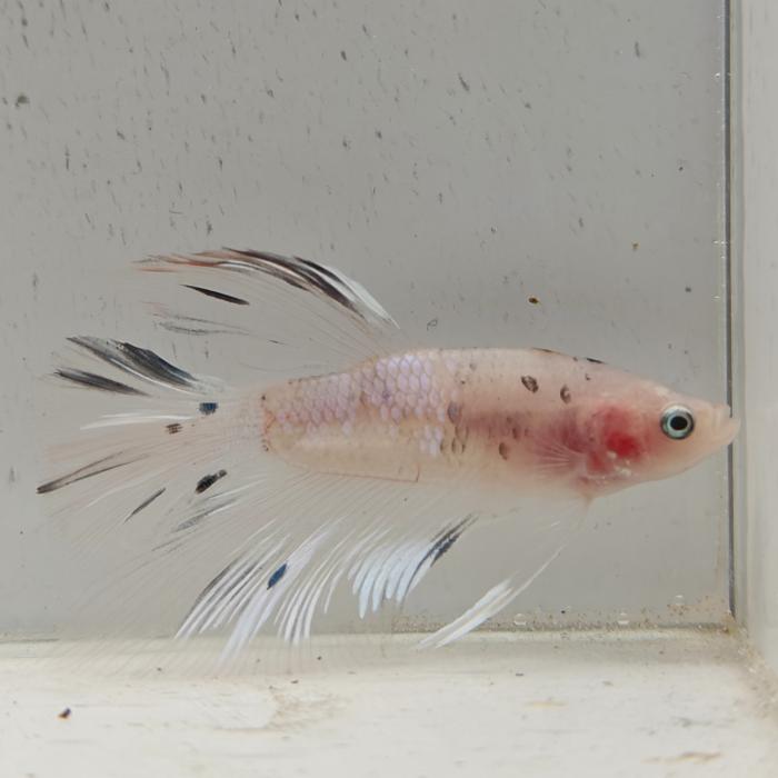 betta splendens man