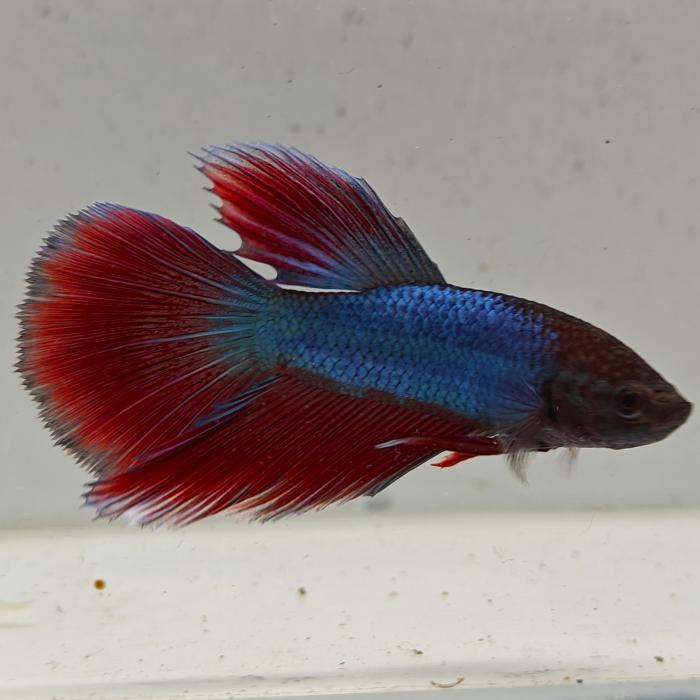 betta splendens man