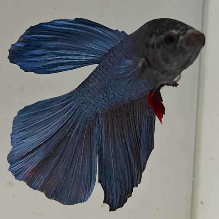 betta splendens man