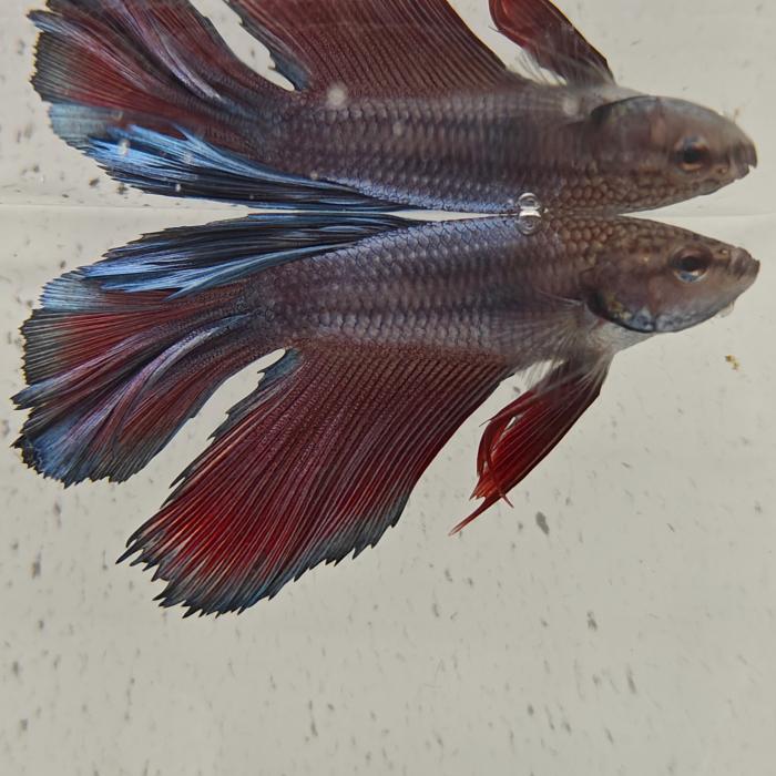 betta splendens man