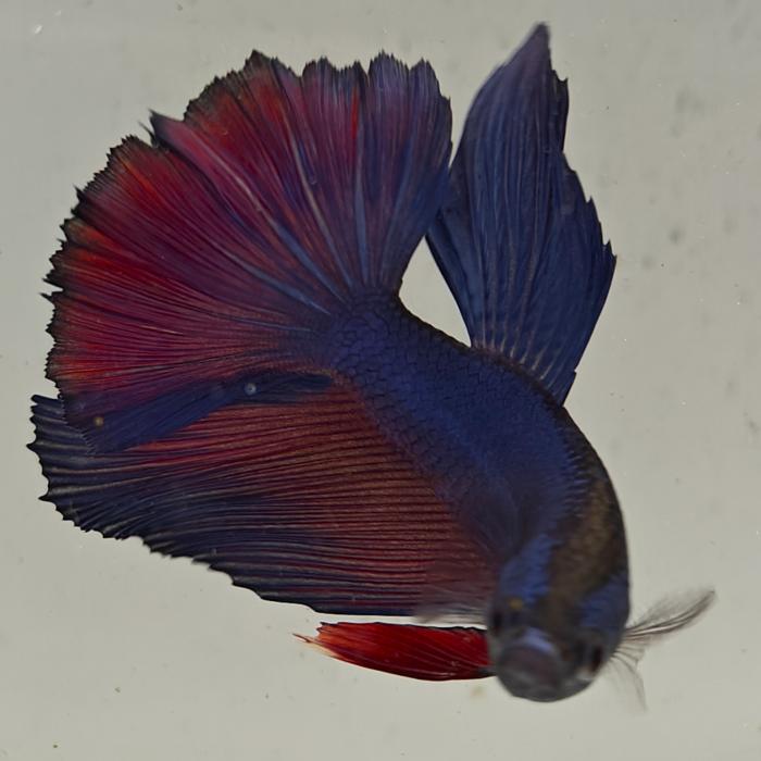 betta splendens man