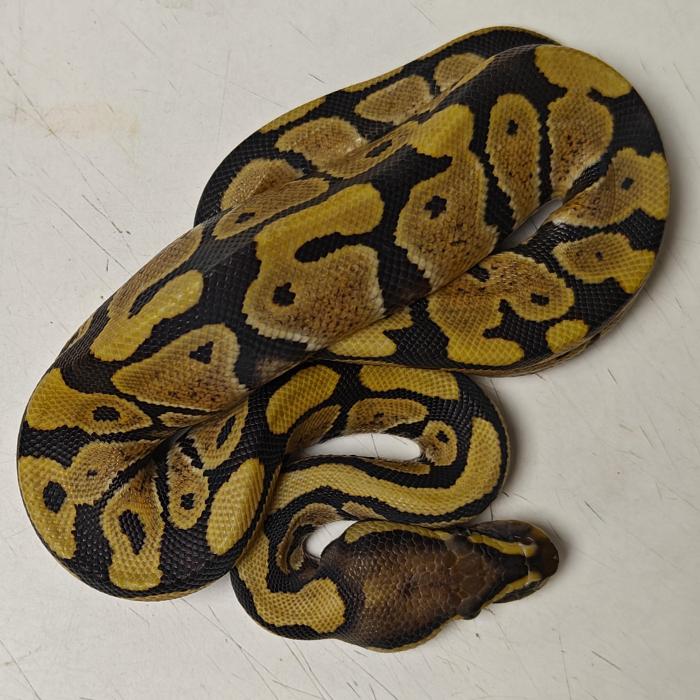 python regius