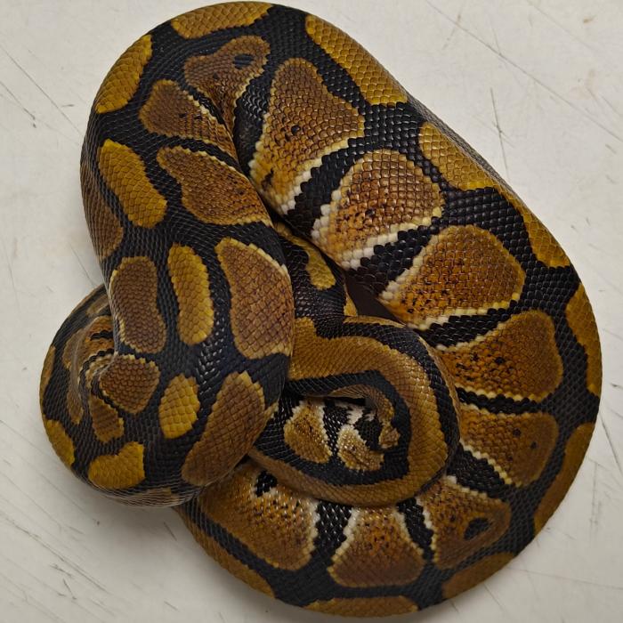 python regius