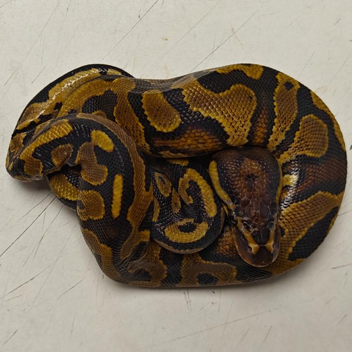 python regius