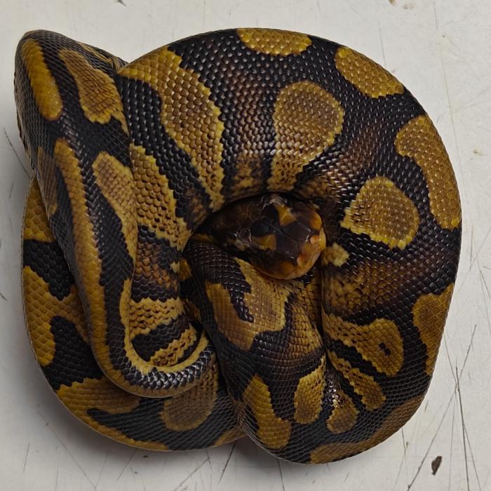 python regius