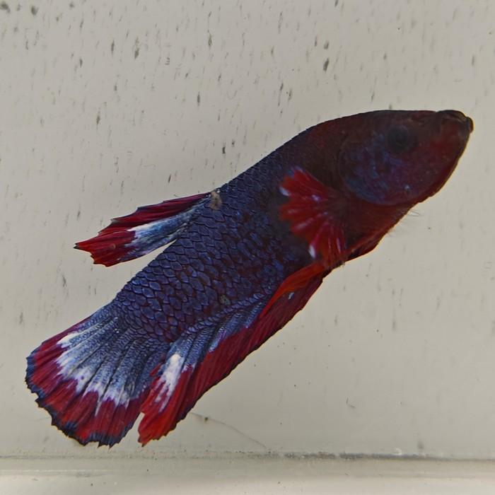 betta splendens man