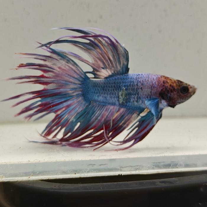 betta splendens man