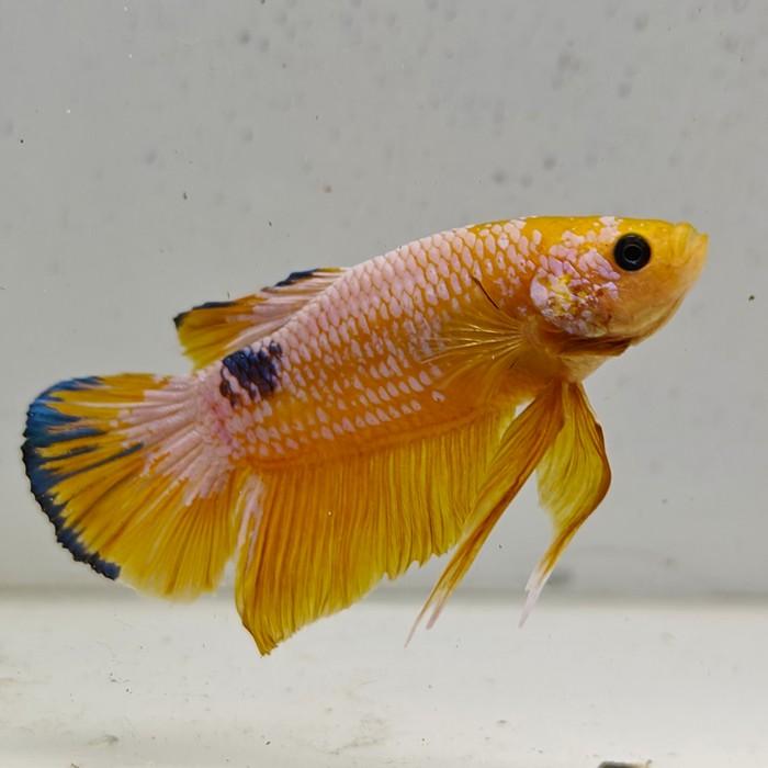 betta splendens man
