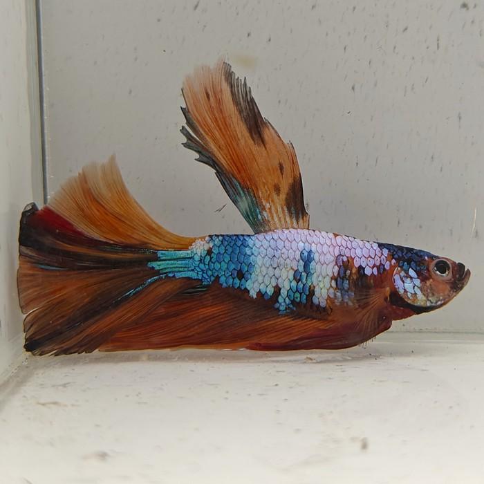 betta splendens man