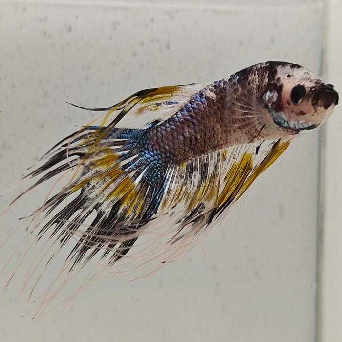 betta splendens man